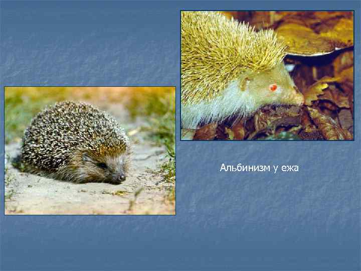Альбинизм у ежа 
