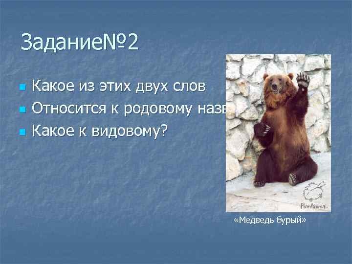 Медведь класс животных