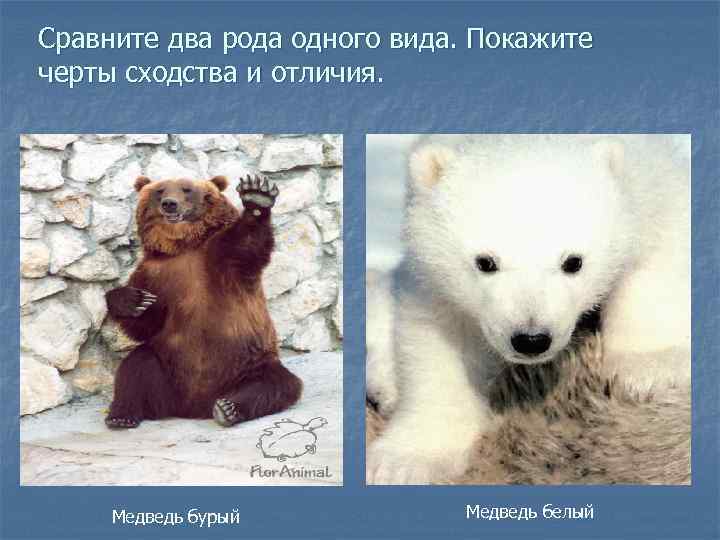 Сравните два рода одного вида. Покажите черты сходства и отличия. Медведь бурый Медведь белый