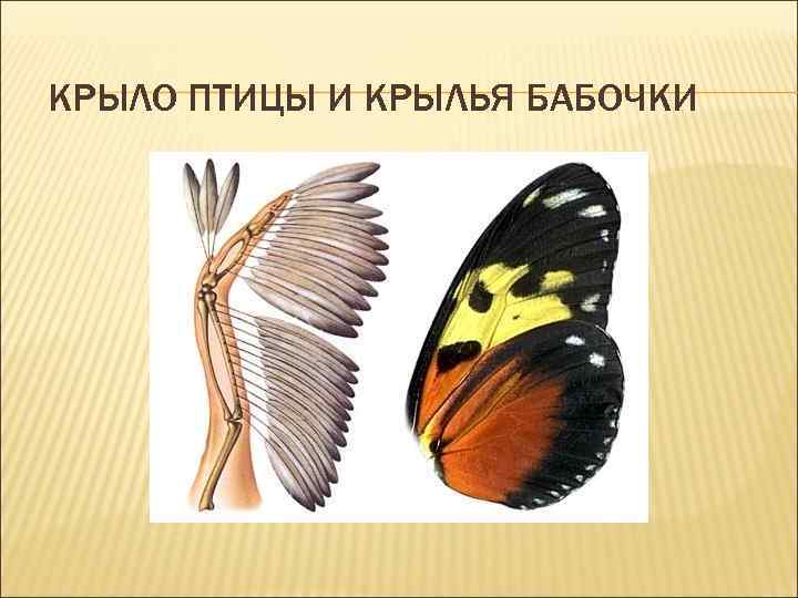 Аналогичные органы доказательства эволюции. Птица с крыльями бабочки. Крыло летучей мыши и крыло бабочки аналогичные органы. Аналогия это в биологии.