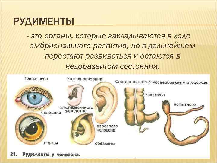 РУДИМЕНТЫ - это органы, которые закладываются в ходе эмбрионального развития, но в дальнейшем перестают