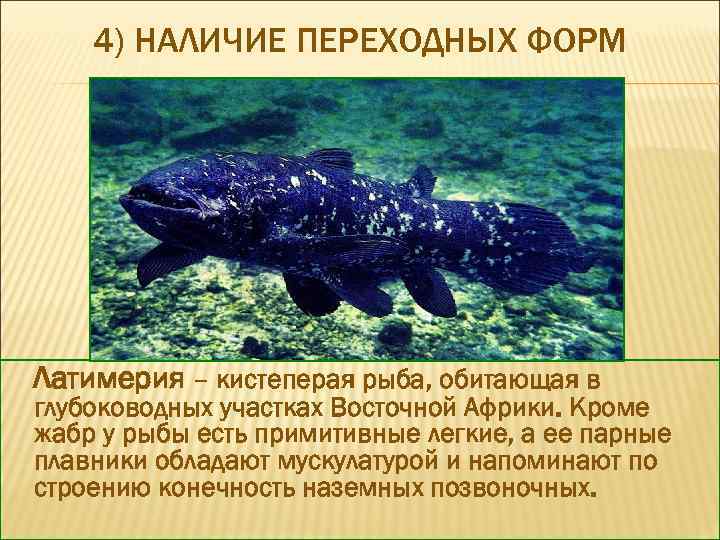 4) НАЛИЧИЕ ПЕРЕХОДНЫХ ФОРМ Латимерия – кистеперая рыба, обитающая в глубоководных участках Восточной Африки.