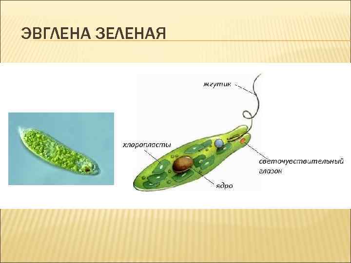 ЭВГЛЕНА ЗЕЛЕНАЯ 