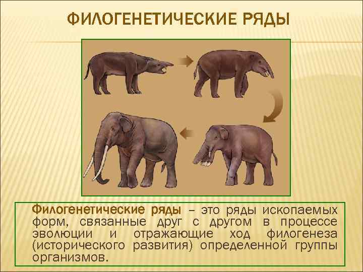 ФИЛОГЕНЕТИЧЕСКИЕ РЯДЫ Филогенетические ряды – это ряды ископаемых форм, связанные друг с другом в