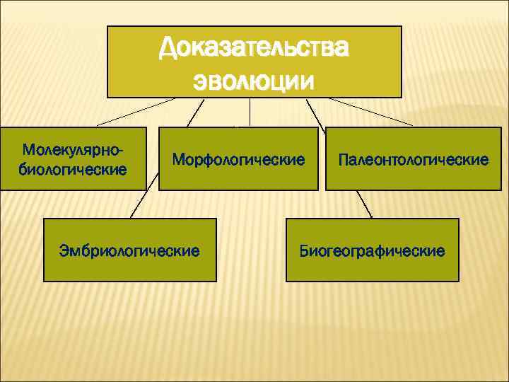 Биогеографические доказательства эволюции картинки