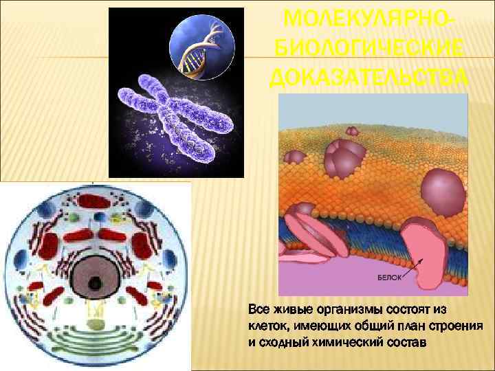 Организм состоящий из множества клеток