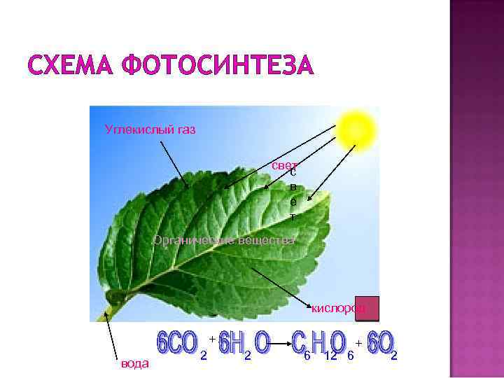 СХЕМА ФОТОСИНТЕЗА Углекислый газ свет с в е т Органические вещества кислород + вода