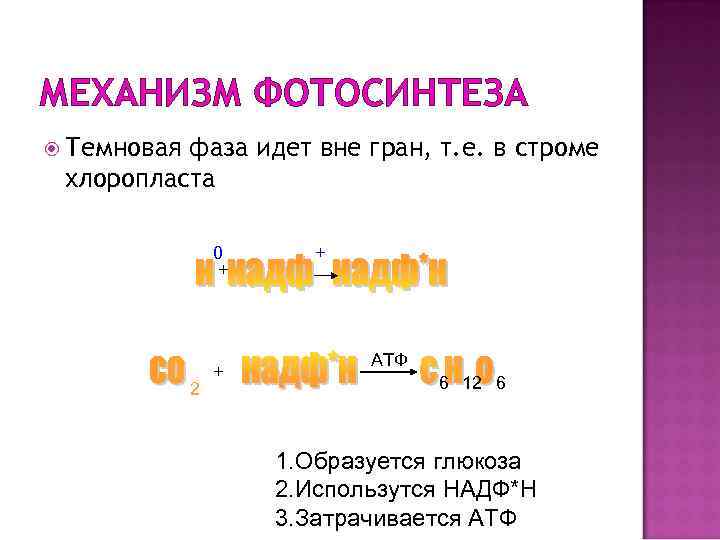 МЕХАНИЗМ ФОТОСИНТЕЗА Темновая фаза идет вне гран, т. е. в строме хлоропласта 0 +