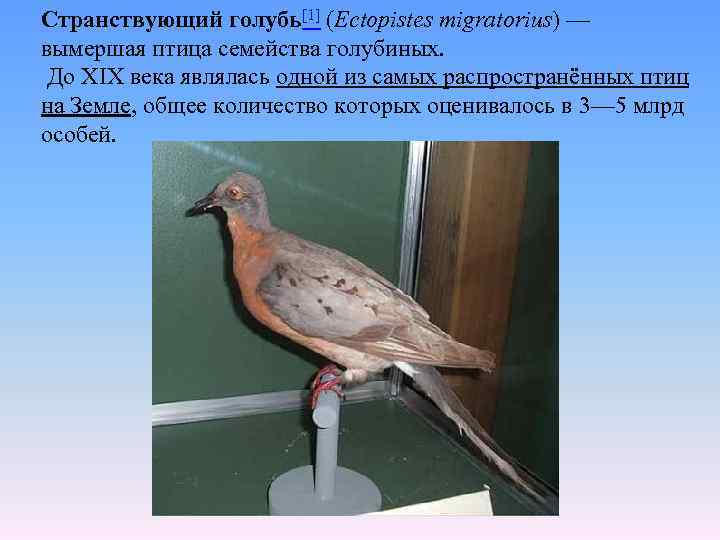 Странствующий голубь[1] (Ectopistes migratorius) — вымершая птица семейства голубиных. До XIX века являлась одной