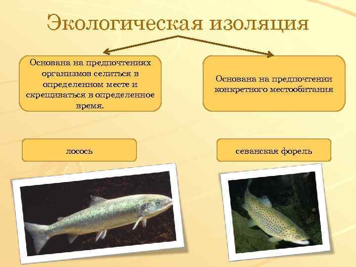 Экологическая изоляция Основана на предпочтениях организмов селиться в определенном месте и скрещиваться в определенное