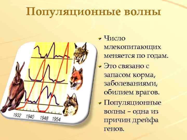 Популяционные волны Число млекопитающих меняется по годам. Это связано с запасом корма, заболеваниями, обилием