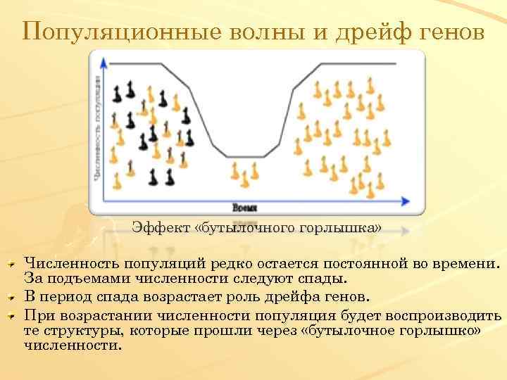 Популяционные волны и дрейф генов Эффект «бутылочного горлышка» Численность популяций редко остается постоянной во