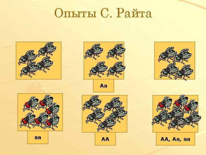 Опыты С. Райта Аа аа АА АА, Аа, аа 