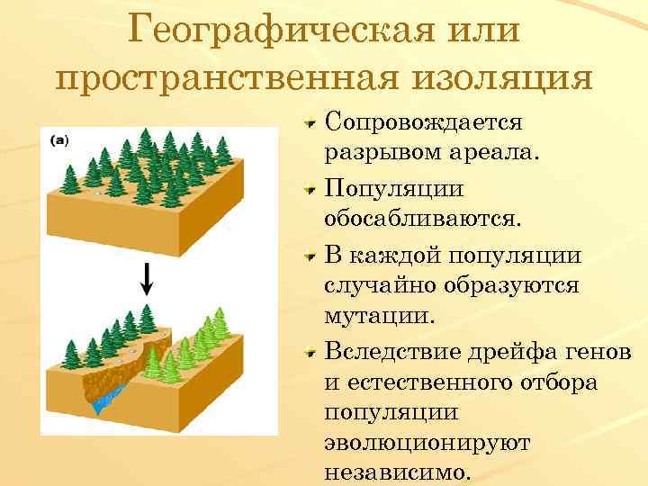 Географическая или пространственная изоляция Сопровождается разрывом ареала. Популяции обосабливаются. В каждой популяции случайно образуются