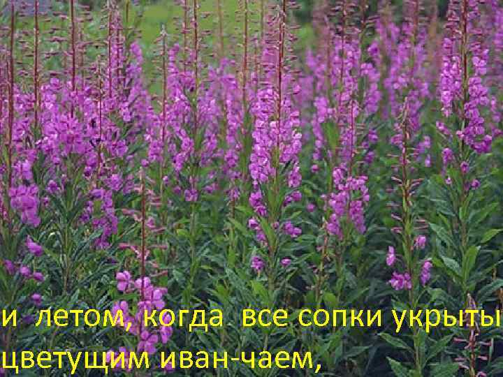 и летом, когда все сопки укрыты цветущим иван-чаем, 