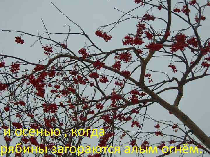 и осенью , когда рябины загораются алым огнём. 