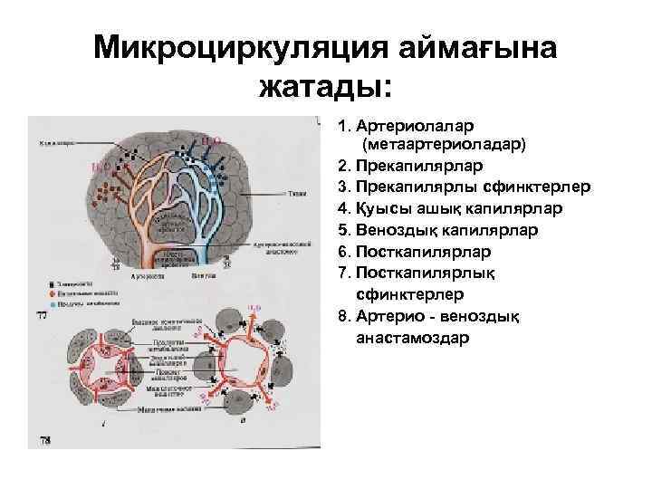 Микроциркуляция аймағына жатады: 1. Артериолалар (метаартериоладар) 2. Прекапилярлар 3. Прекапилярлы сфинктерлер 4. Қуысы ашық