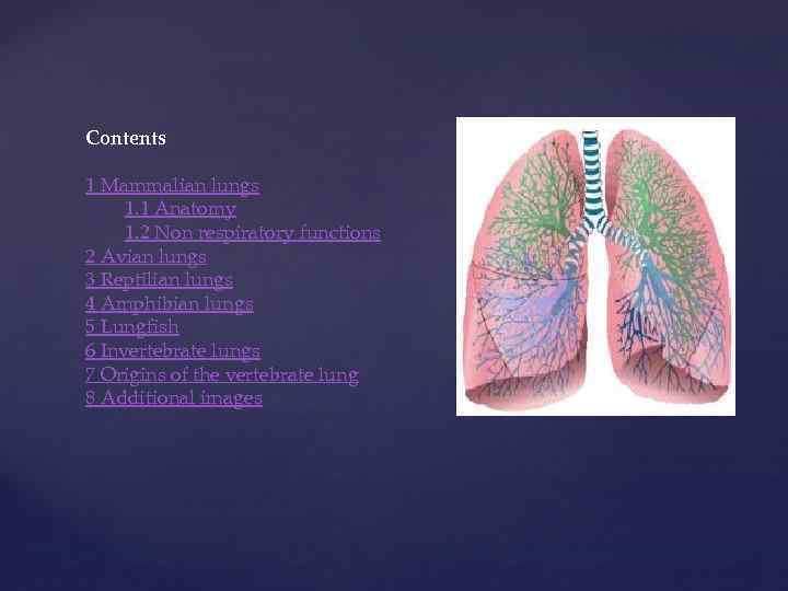 Contents 1 Mammalian lungs 1. 1 Anatomy 1. 2 Non respiratory functions 2 Avian