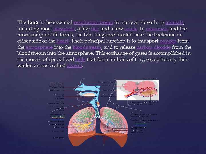 The lung is the essential respiration organ in many air-breathing animals, including most tetrapods,