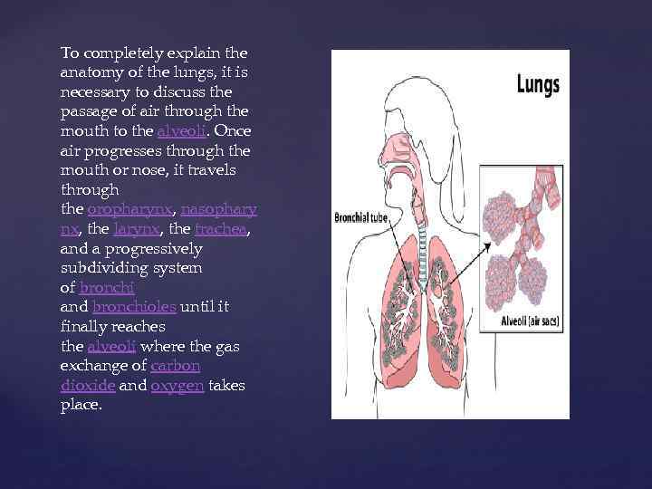 To completely explain the anatomy of the lungs, it is necessary to discuss the