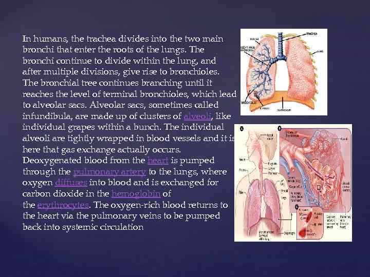 In humans, the trachea divides into the two main bronchi that enter the roots