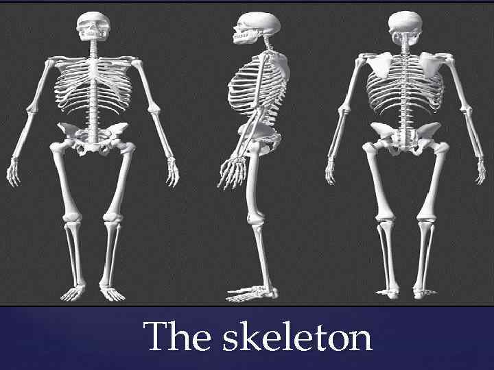 { The skeleton 