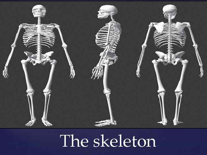 The skeleton The human skeleton