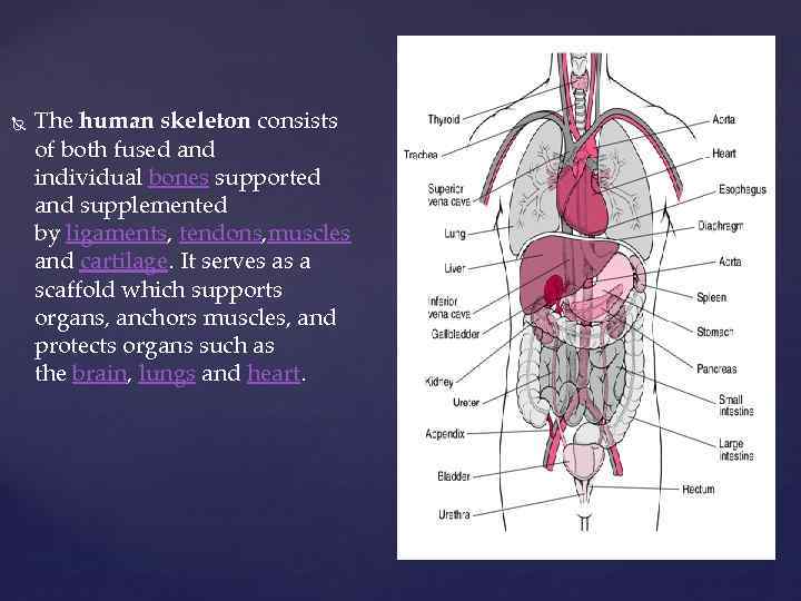  The human skeleton consists of both fused and individual bones supported and supplemented