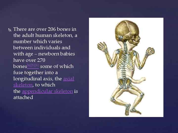  There are over 206 bones in the adult human skeleton, a number which