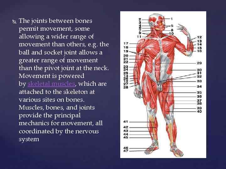  The joints between bones permit movement, some allowing a wider range of movement