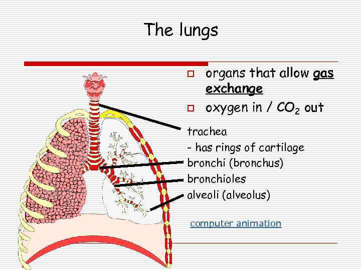 The lungs o o organs that allow gas exchange oxygen in / CO 2