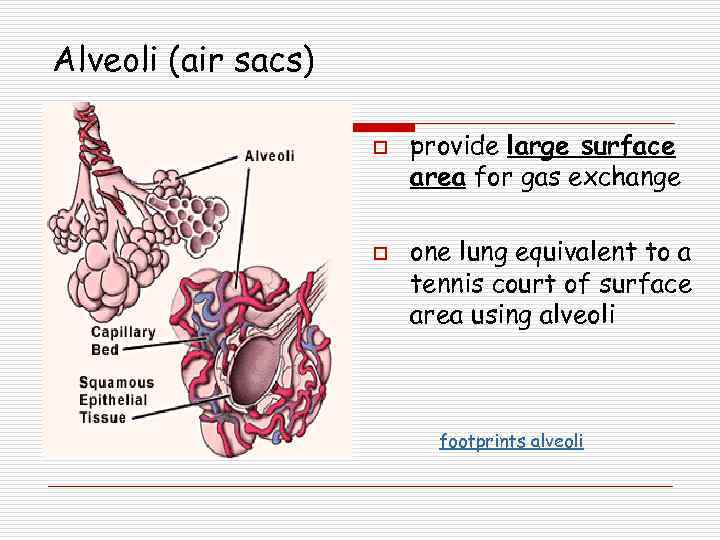 Alveoli (air sacs) o o provide large surface area for gas exchange one lung