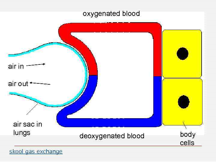 oxygenated blood air in air out air sac in lungs skool gas exchange deoxygenated