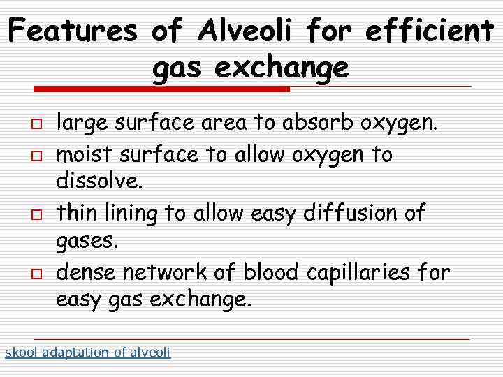 Features of Alveoli for efficient gas exchange o o large surface area to absorb