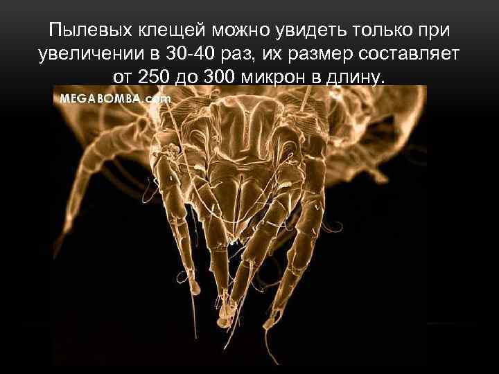 Пылевых клещей можно увидеть только при увеличении в 30 -40 раз, их размер составляет