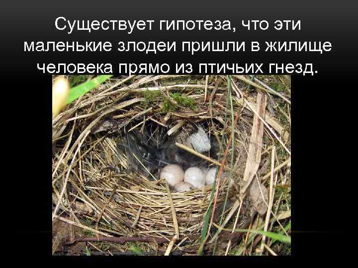 Существует гипотеза, что эти маленькие злодеи пришли в жилище человека прямо из птичьих гнезд.