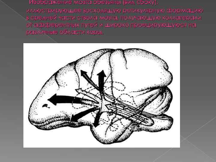Изображение мозга обезьяны (вид сбоку), иллюстрирующее восходящую ретикулярную формацию в средней части ствола мозга,