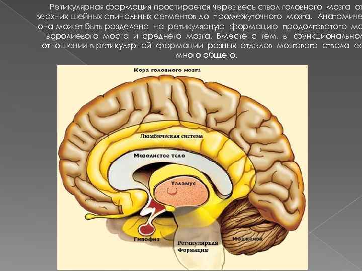 Ретикулярная формация простирается через весь ствол головного мозга от верхних шейных спинальных сегментов до