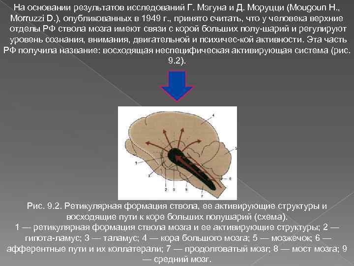 Ретикулярная формация головного мозга. Мэгун ретикулярная формация. Моруцци и Мэгун. Сетка ретикулярной формации. Ретикулярная активирующая система мозга.