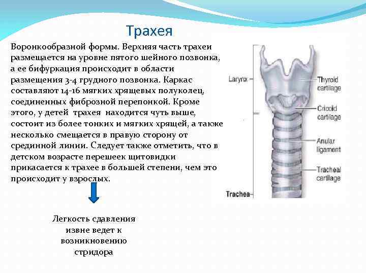 Трахея имеет форму трубки длиной 9. Хрящевые кольца трахеи. Трахея располагается на уровне позвонков. Хрящи трахеи анатомия. Уровни трахеи.