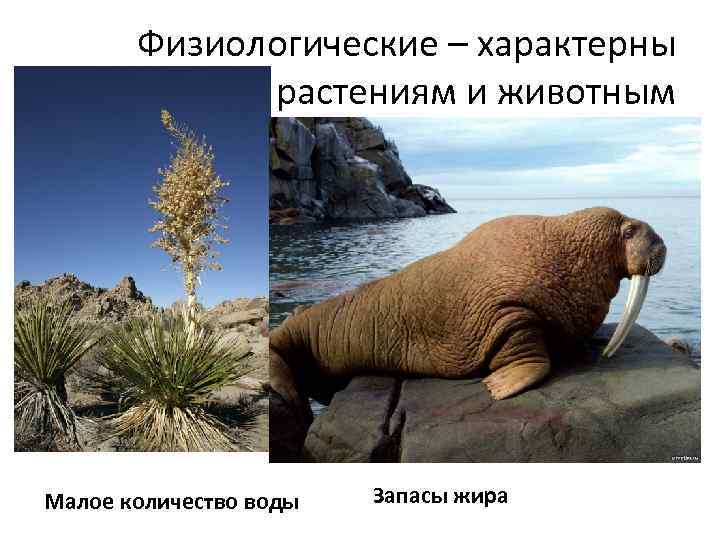 Физиологические – характерны растениям и животным Малое количество воды Запасы жира 