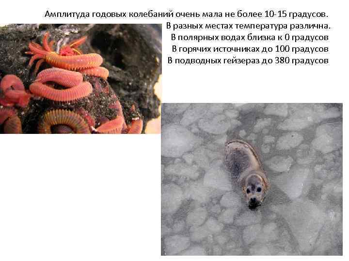 Амплитуда годовых колебаний очень мала не более 10 -15 градусов. В разных местах температура