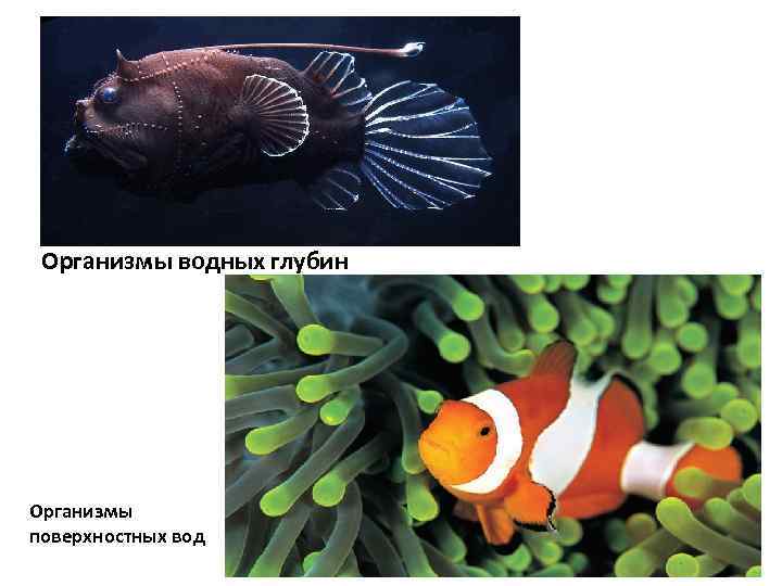 Организмы водных глубин Организмы поверхностных вод 