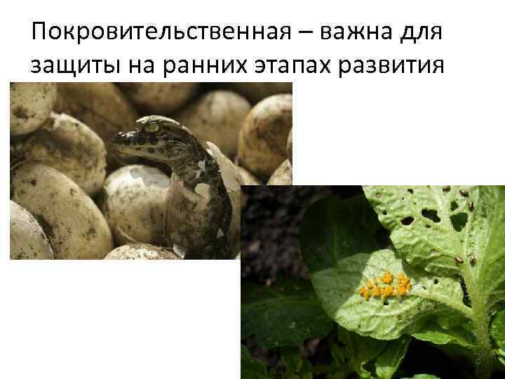 Покровительственная – важна для защиты на ранних этапах развития 