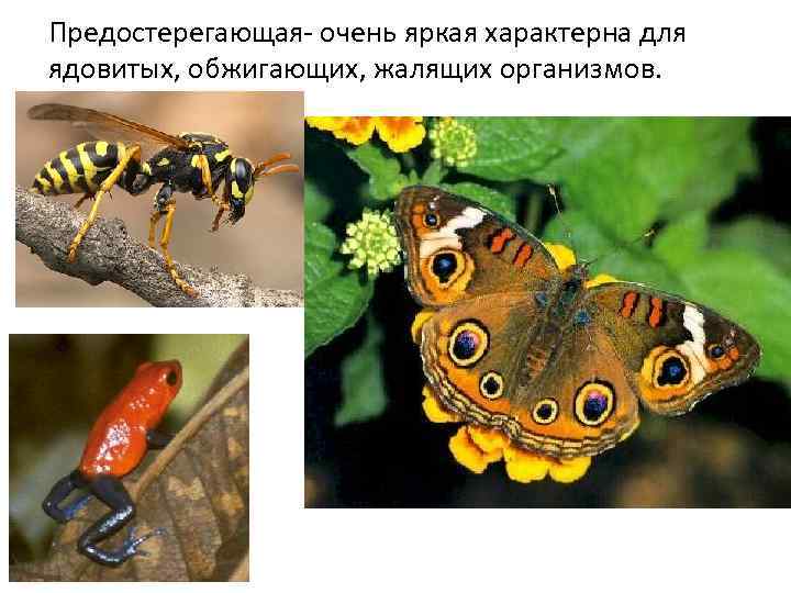 Предостерегающая- очень яркая характерна для ядовитых, обжигающих, жалящих организмов. 