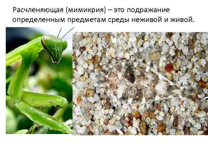Расчленяющая (мимикрия) – это подражание определенным предметам среды неживой и живой. 