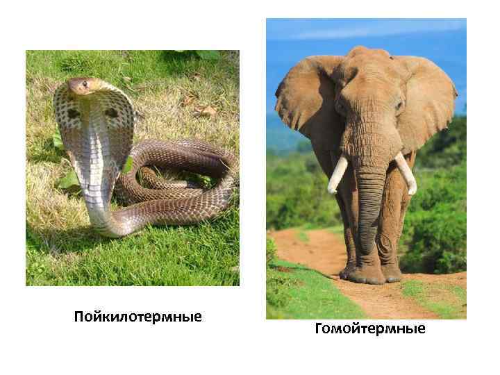 Пойкилотермные Гомойтермные 