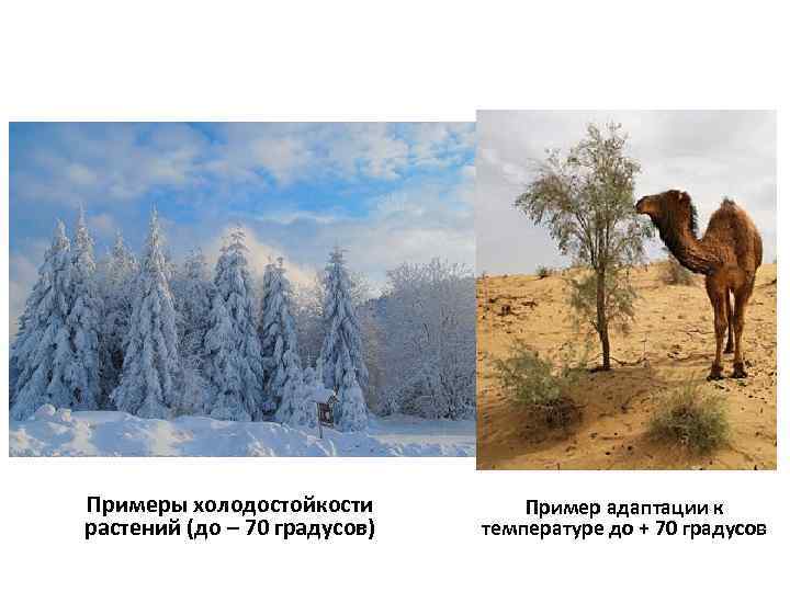 Примеры холодостойкости растений (до – 70 градусов) Пример адаптации к температуре до + 70
