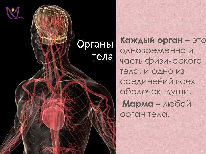 Органы тела Каждый орган – это одновременно и часть физического тела, и одно из