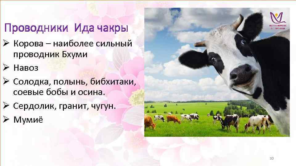Проводники Ида чакры Ø Корова – наиболее сильный проводник Бхуми Ø Навоз Ø Солодка,